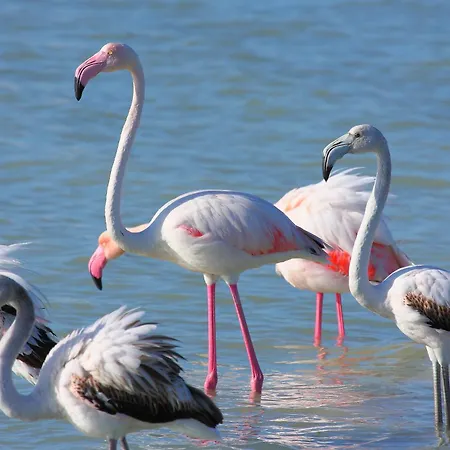 Дом отдыха Isabella